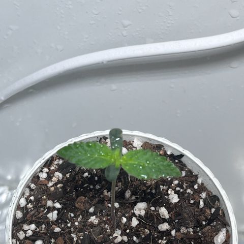 Automática Mysterious growlog timeline photo