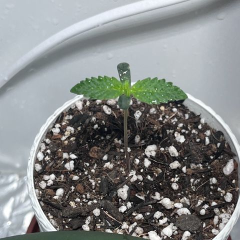 Automática Mysterious growlog timeline photo