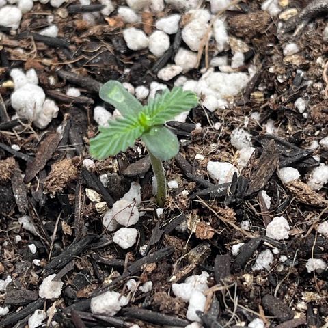 Automática Mysterious growlog timeline photo