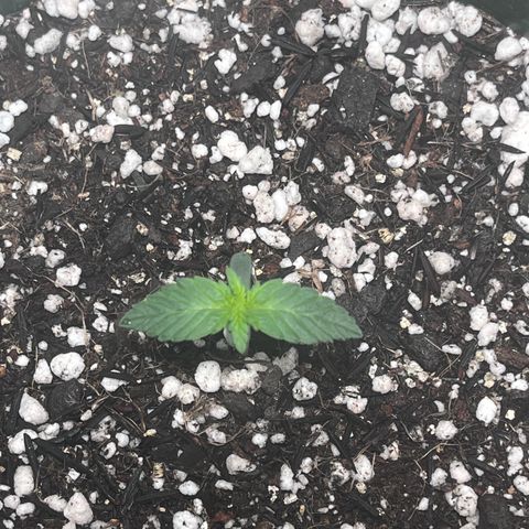 Automática Mysterious growlog timeline photo
