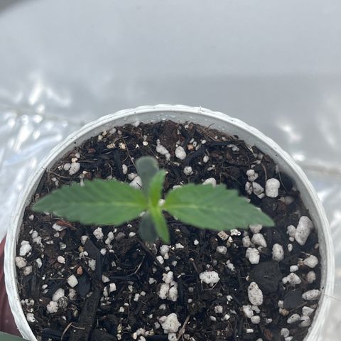 Automática Mysterious growlog timeline photo