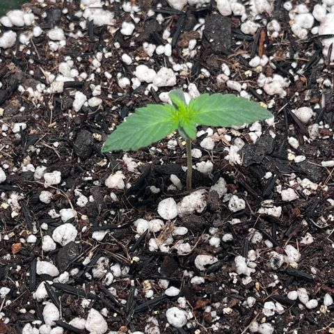 Automática Mysterious growlog timeline photo