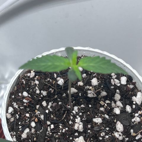 Automática Mysterious growlog timeline photo