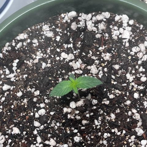 Automática Mysterious growlog timeline photo