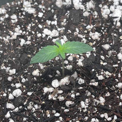 Automática Mysterious growlog timeline photo