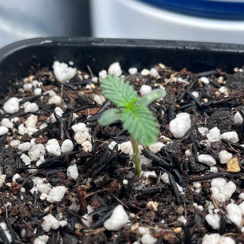Automática Mysterious growlog timeline photo