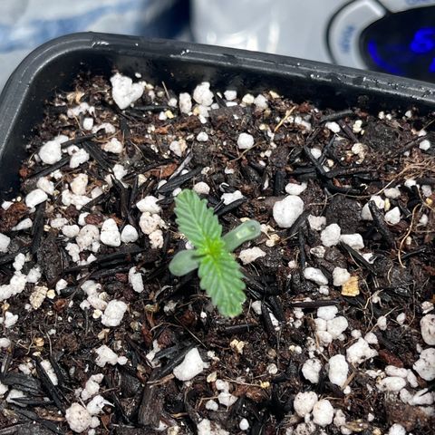Automática Mysterious growlog timeline photo