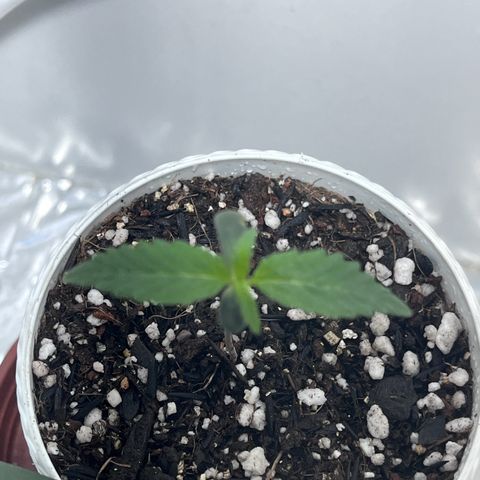 Automática Mysterious growlog timeline photo