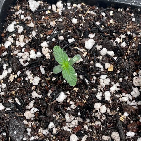 Automática Mysterious growlog timeline photo