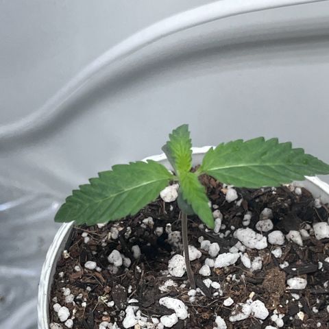 Automática Mysterious growlog timeline photo