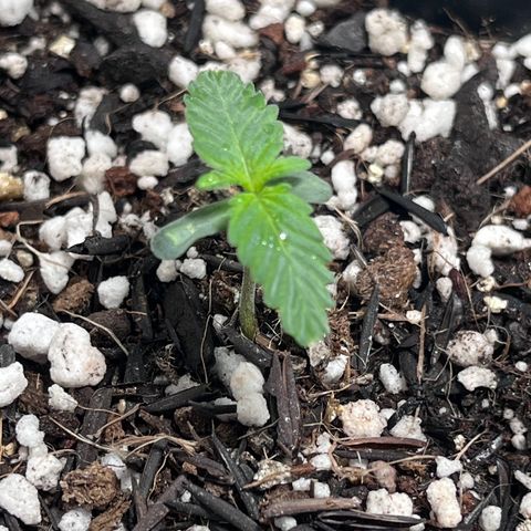 Automática Mysterious growlog timeline photo