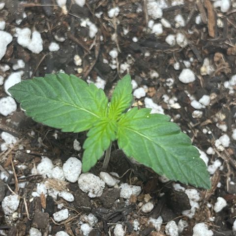 Automática Mysterious growlog timeline photo