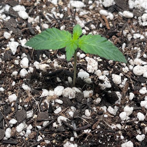 Automática Mysterious growlog timeline photo