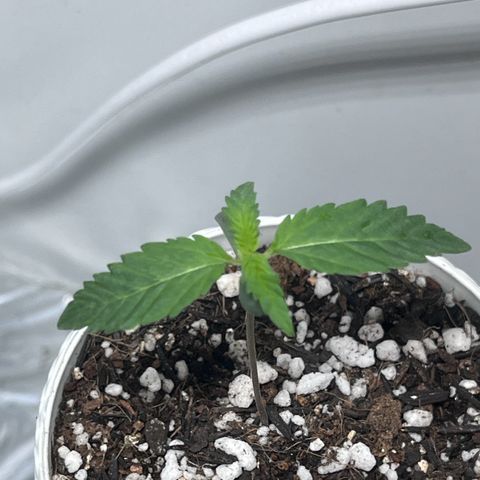 Automática Mysterious growlog timeline photo