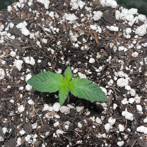 Automática Mysterious growlog timeline photo