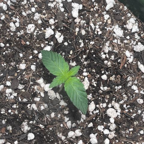 Automática Mysterious growlog timeline photo