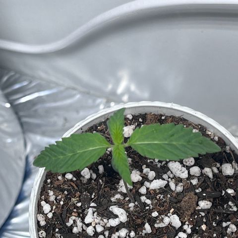 Automática Mysterious growlog timeline photo