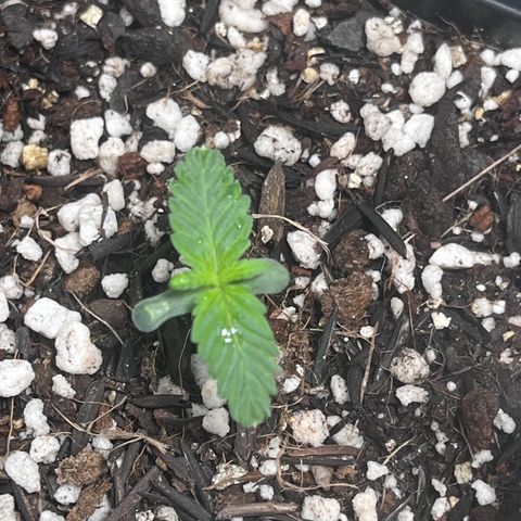 Automática Mysterious growlog timeline photo