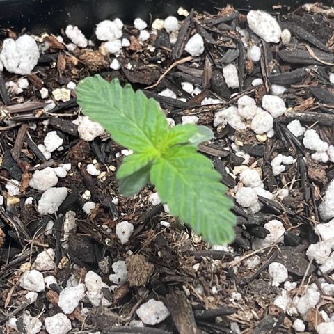 Automática Mysterious growlog timeline photo