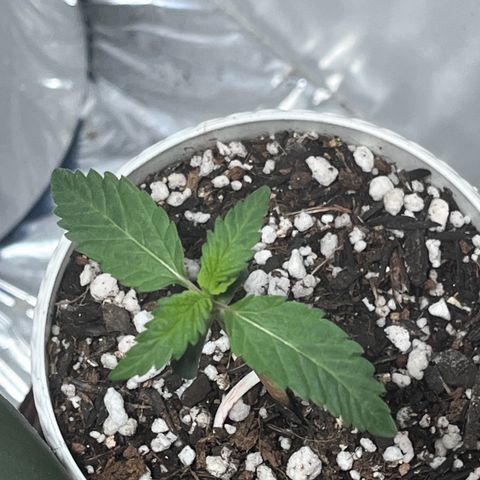 Automática Mysterious growlog timeline photo