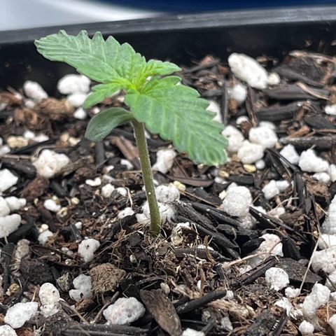 Automática Mysterious growlog timeline photo