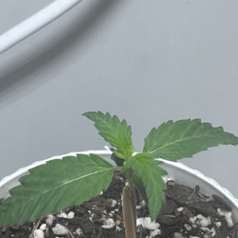 Automática Mysterious growlog timeline photo