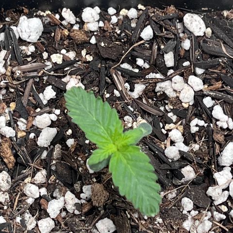 Automática Mysterious growlog timeline photo