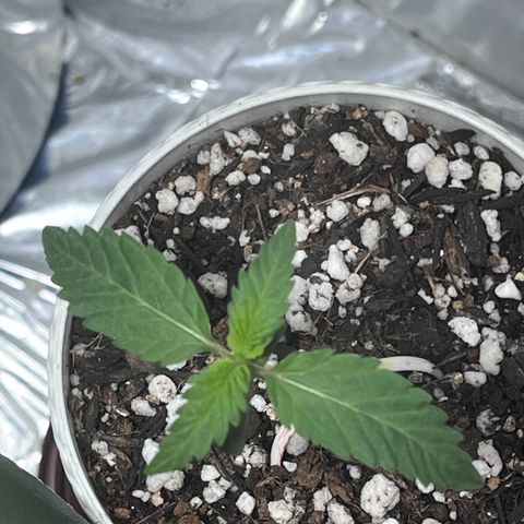 Automática Mysterious growlog timeline photo