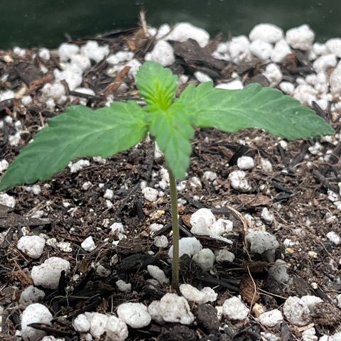 Automática Mysterious growlog timeline photo