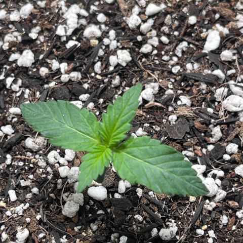 Automática Mysterious growlog timeline photo