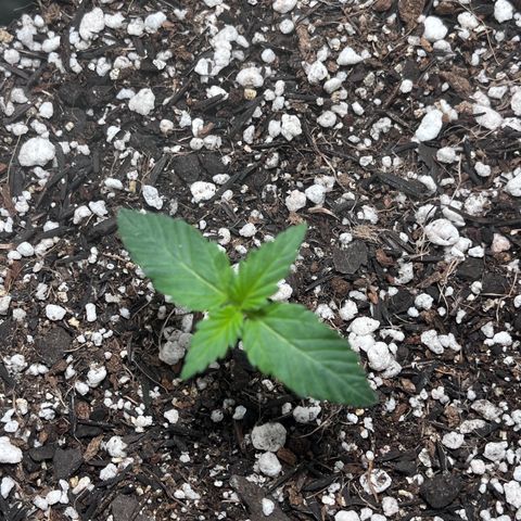 Automática Mysterious growlog timeline photo