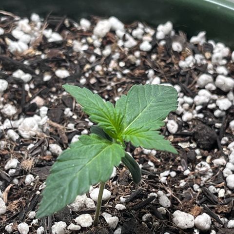 Automática Mysterious growlog timeline photo