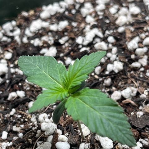 Automática Mysterious growlog timeline photo