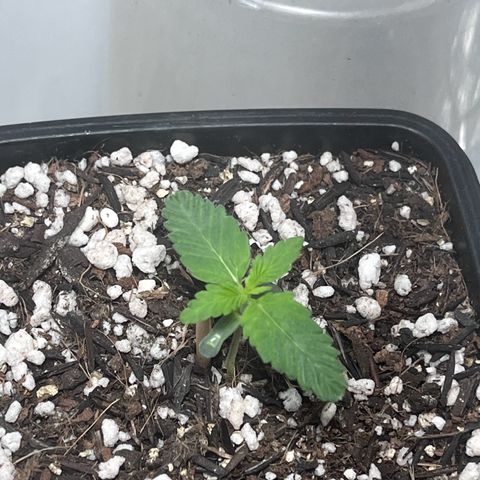 Automática Mysterious growlog timeline photo