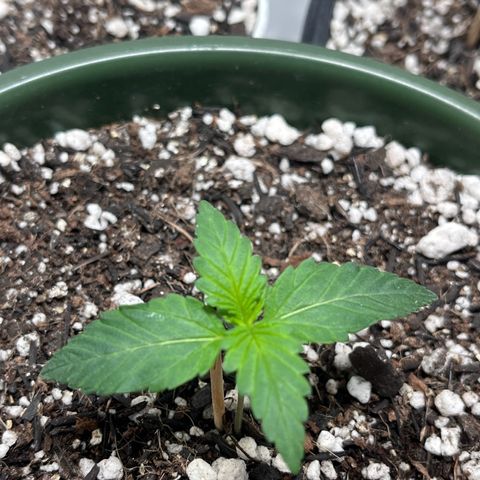 Automática Mysterious growlog timeline photo