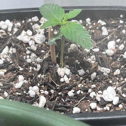 Automática Mysterious growlog timeline photo