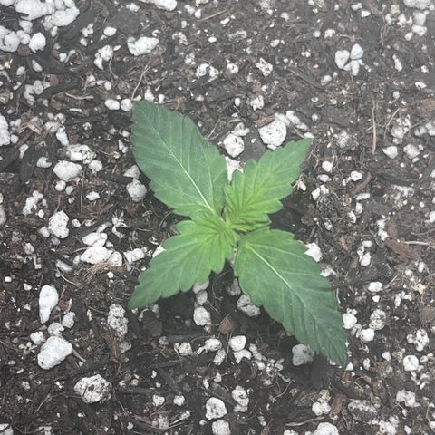 Automática Mysterious growlog timeline photo