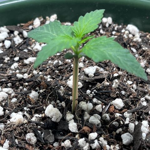 Automática Mysterious growlog timeline photo