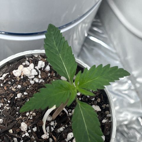 Automática Mysterious growlog timeline photo