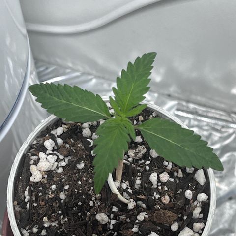 Automática Mysterious growlog timeline photo