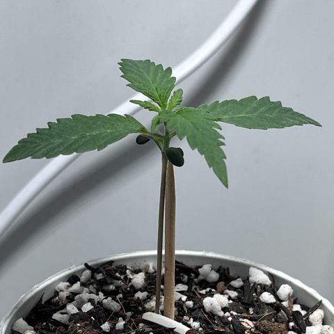 Automática Mysterious growlog timeline photo