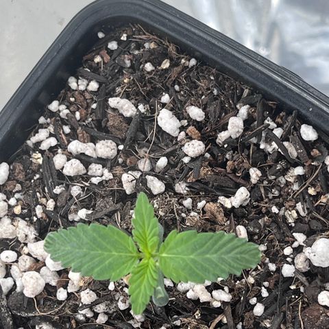 Automática Mysterious growlog timeline photo