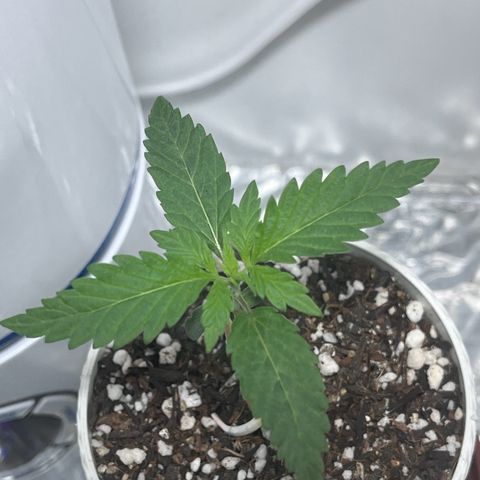 Automática Mysterious growlog timeline photo
