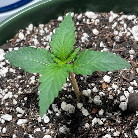 Automática Mysterious growlog timeline photo