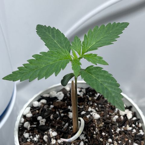 Automática Mysterious growlog timeline photo