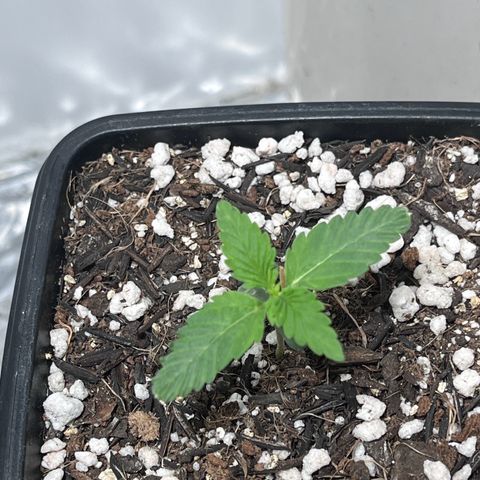 Automática Mysterious growlog timeline photo