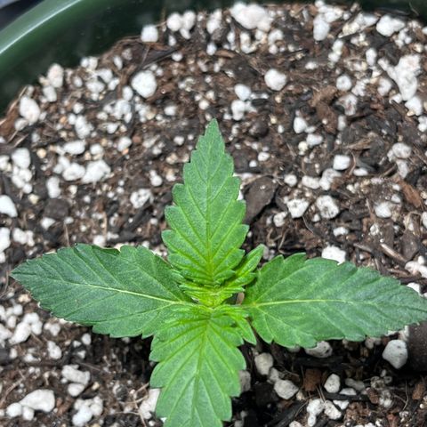 Automática Mysterious growlog timeline photo
