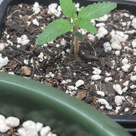 Automática Mysterious growlog timeline photo