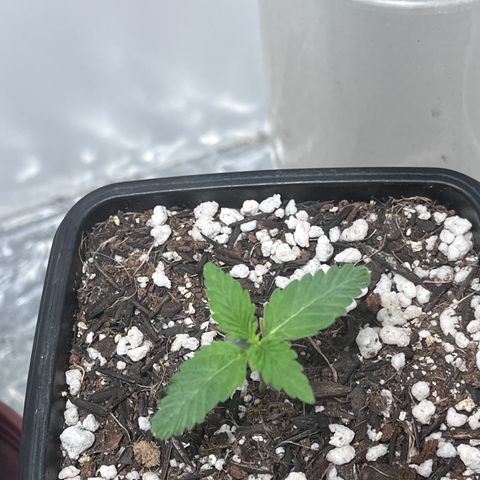 Automática Mysterious growlog timeline photo