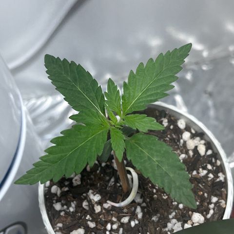 Automática Mysterious growlog timeline photo